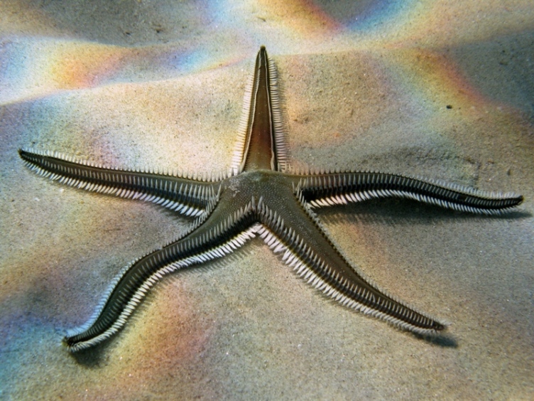 Guida allidentificazione del genere Astropecten